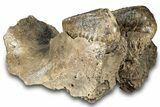 Woolly Mammoth Jaw Section w/ Molars - North Sea #298454-8